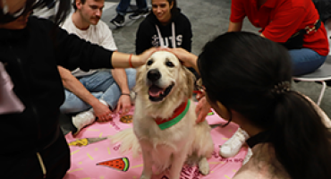 Delta sales assistance dogs