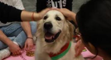 A photo of a happy labrador looking at the camera, getting head pats